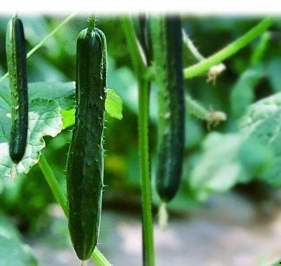 地煞十星吃大瓜,揭秘神秘大瓜背后的惊天秘密 第2张 地煞十星吃大瓜,揭秘神秘大瓜背后的惊天秘密 第2张